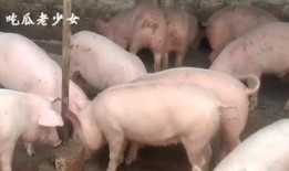 娱乐吃瓜老少女是谁啊